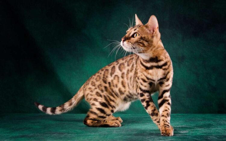 Top 10 Most Athletic Cat Breeds