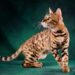 Top 10 Most Athletic Cat Breeds Top 10 Most Athletic Cat Breeds