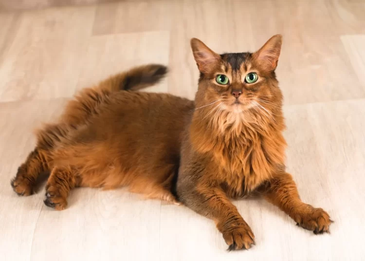 Top 10 Most Athletic Cat Breeds Somali cat
