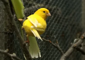 canary bird care