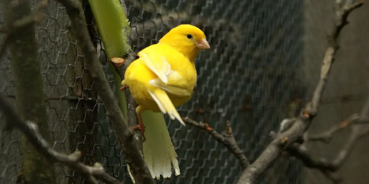 Blue, Red and White Canary Bird Care & Homing canary bird care