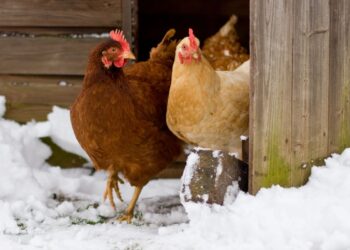 Care of chickens in winter