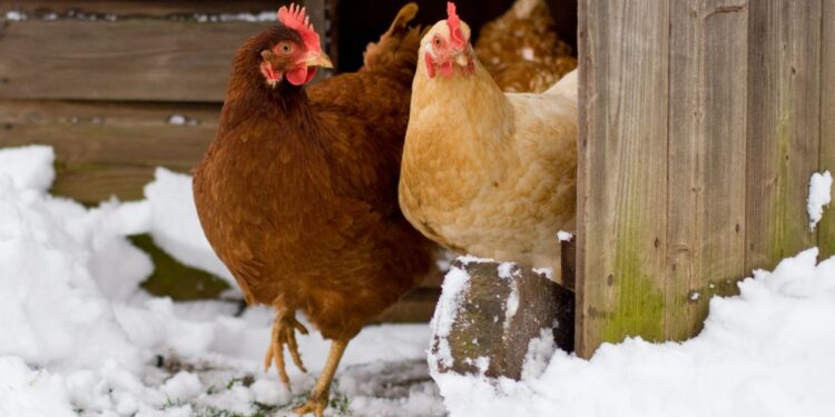 Care of Chickens in Winter Care of chickens in winter