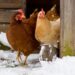Care of Chickens in Winter Care of chickens in winter