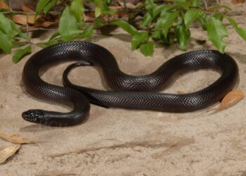 Mexican Black Kingsnake