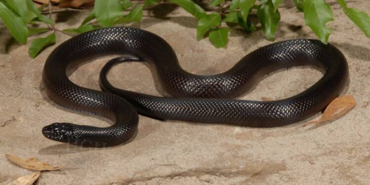 Mexican Black Kingsnake