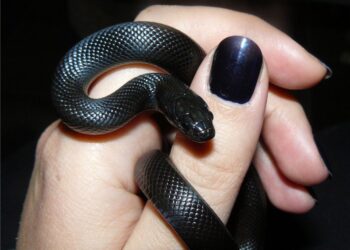 Mexican Black Kingsnake Care