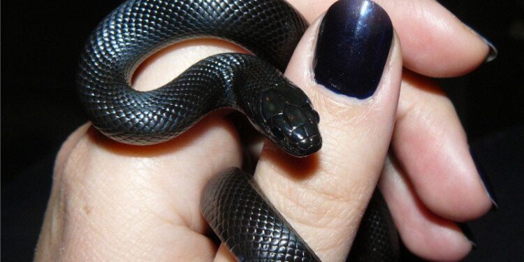 Mexican Black Kingsnake Care