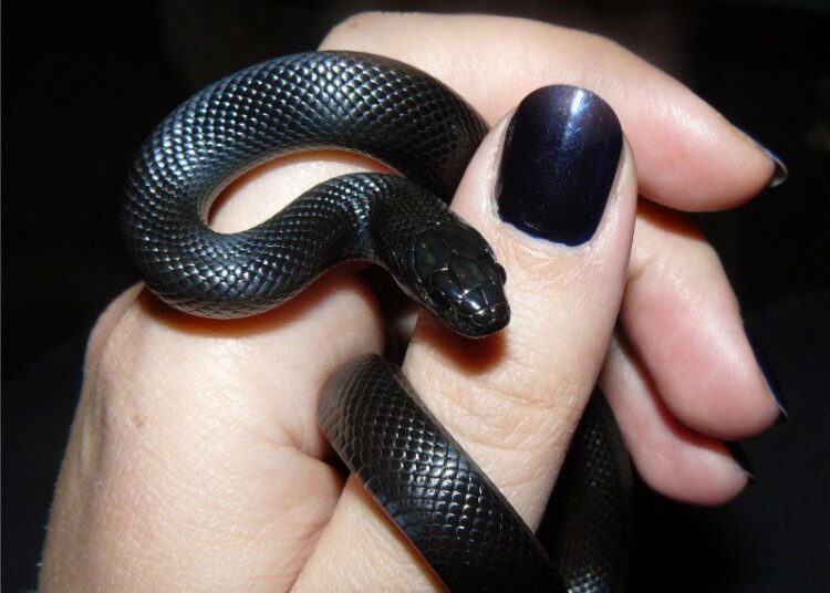 First-Time Reptile Keeper’s Guide Mexican Black Kingsnake Care