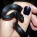 First-Time Reptile Keeper’s Guide Mexican Black Kingsnake Care