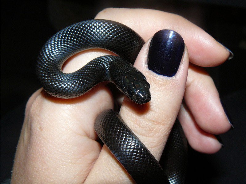 Mexican Black Kingsnake Guide Mexican Black Kingsnake Care