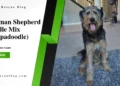 German Shepherd Poodle Mix (Shepadoodle)