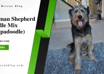 German Shepherd Poodle Mix (Shepadoodle)