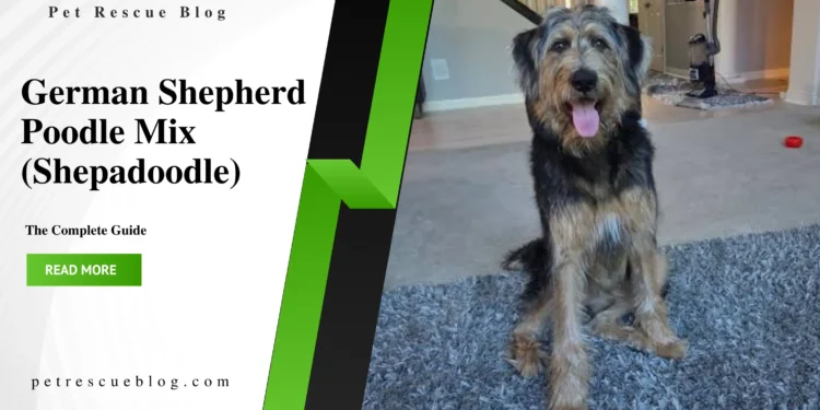 German Shepherd Poodle Mix (Shepadoodle): The Complete UK Guide German Shepherd Poodle Mix (Shepadoodle)