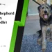 German Shepherd Poodle Mix (Shepadoodle): The Complete UK Guide German Shepherd Poodle Mix (Shepadoodle)