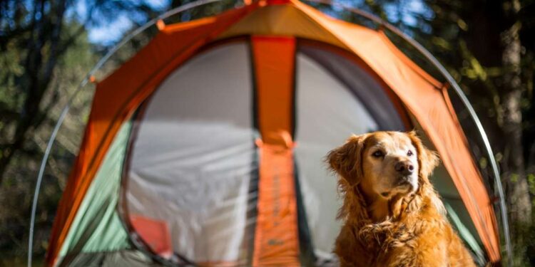 Pet Play Tents