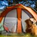 Pet Play Tents unveils the ultimate portable play tents for dogs and cats Pet Play Tents