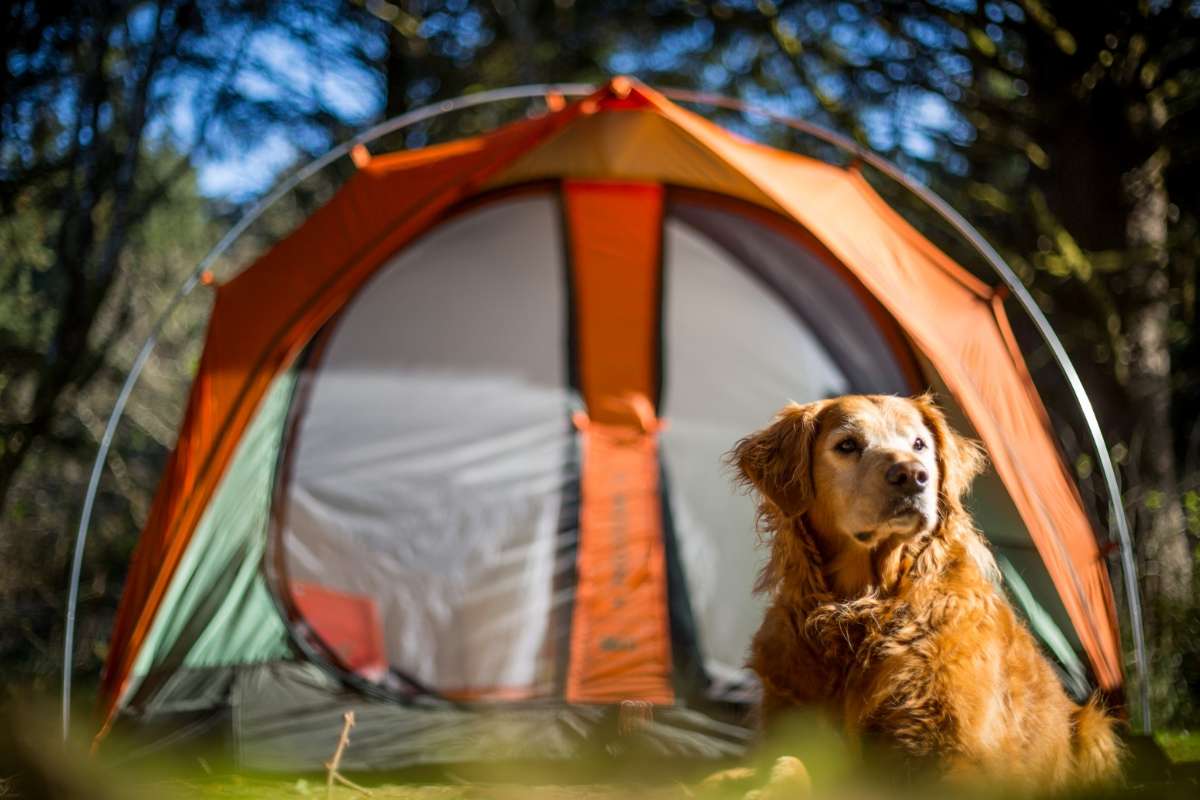 Pet Play Tents Unveils The Ultimate Portable | PRB