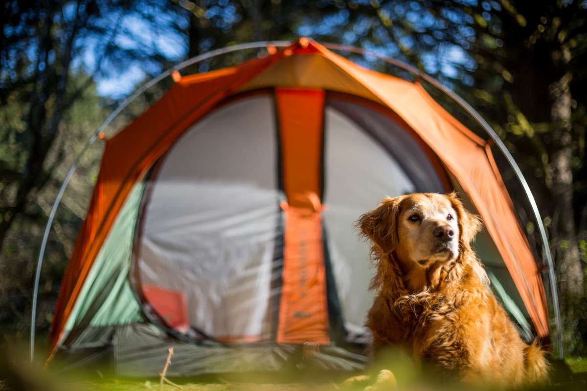 Pet Play Tents