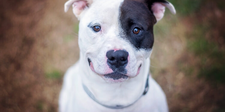 Pitbull Bulldog Mix Complete Facts Pitbull Bulldog Mix