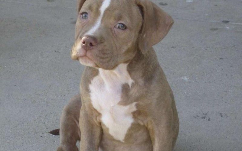Pitbull Bulldog Mix Complete Facts Pitbull Bulldog Mix