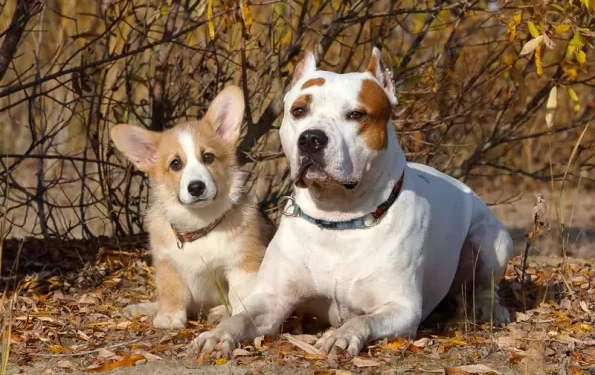 Pitbull Corgi Mix
