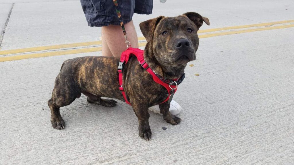 Pitbull Corgi Mix – An American Pitbull Terrier and Welsh Corgi Breed corgi pitbull mix