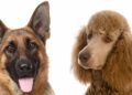 german shepherd poodle mix