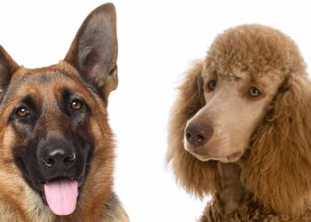 german shepherd poodle mix