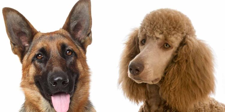 German Shepherd Poodle Mix: A Family Crossbreed Dog german shepherd poodle mix