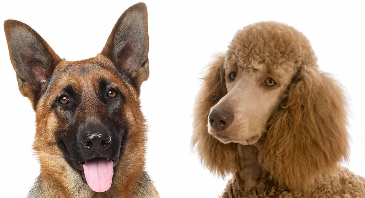 german shepherd poodle mix