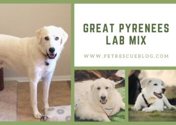 Great Pyrenees Lab Mix