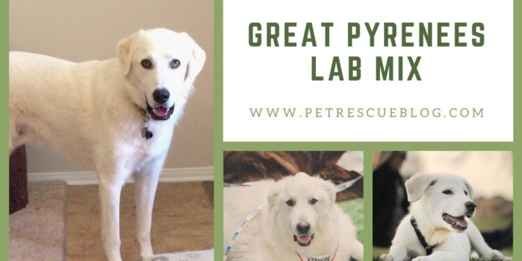 Great Pyrenees Lab Mix