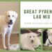 Great Pyrenees Lab Mix Great Pyrenees Lab Mix