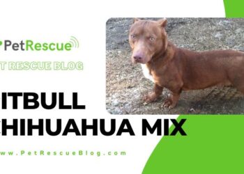 Pitbull Chihuahua Mix