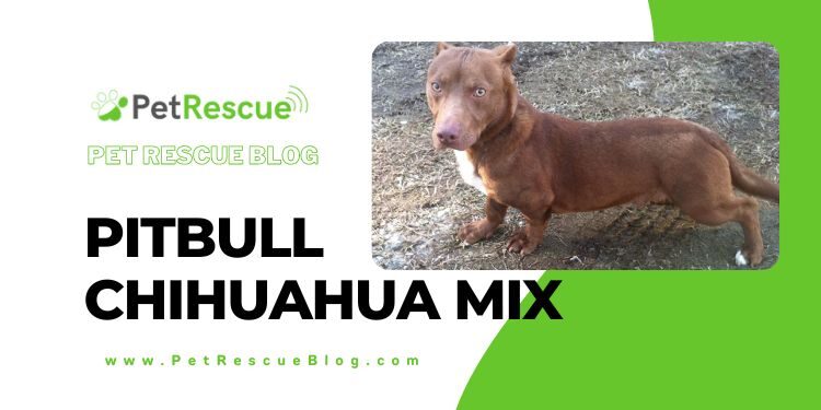 Pitbull Chihuahua Mix