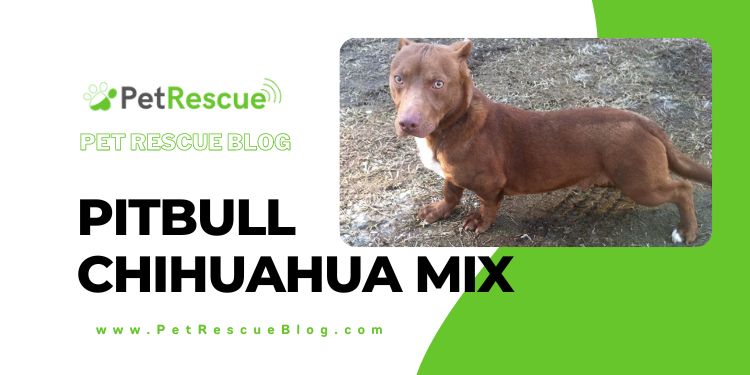 Pitbull Chihuahua Mix Personality Trait, Puppies and Weight Pitbull Chihuahua Mix