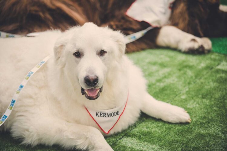 Great Pyrenees Lab Mix