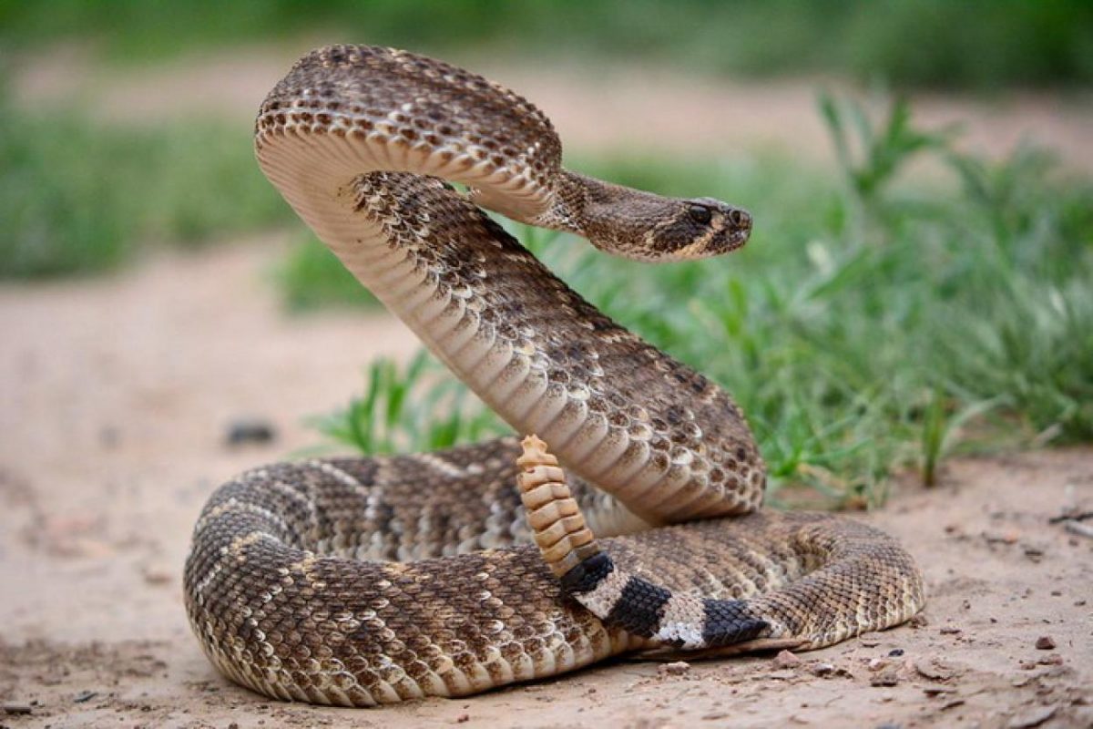 17 Questions Answered about Snakes Are there snakes that spit venom?
