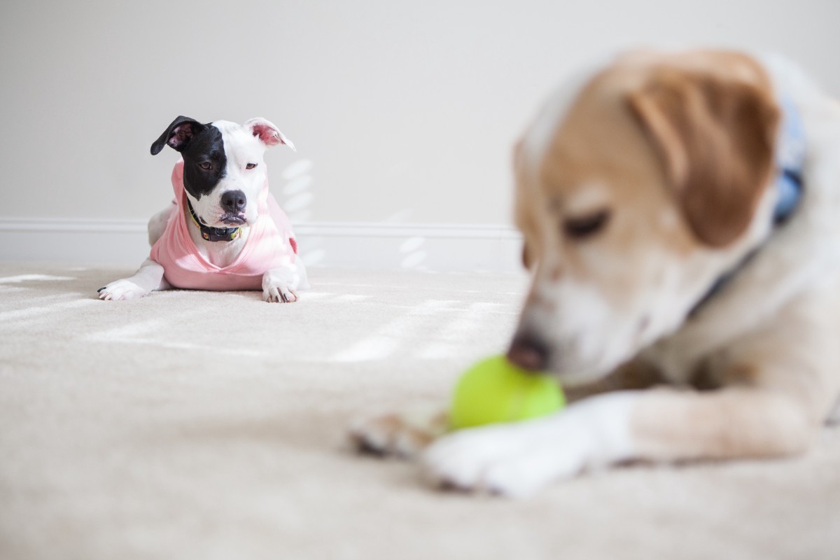 jealous behavior in dog