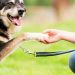 How do dogs communicate?