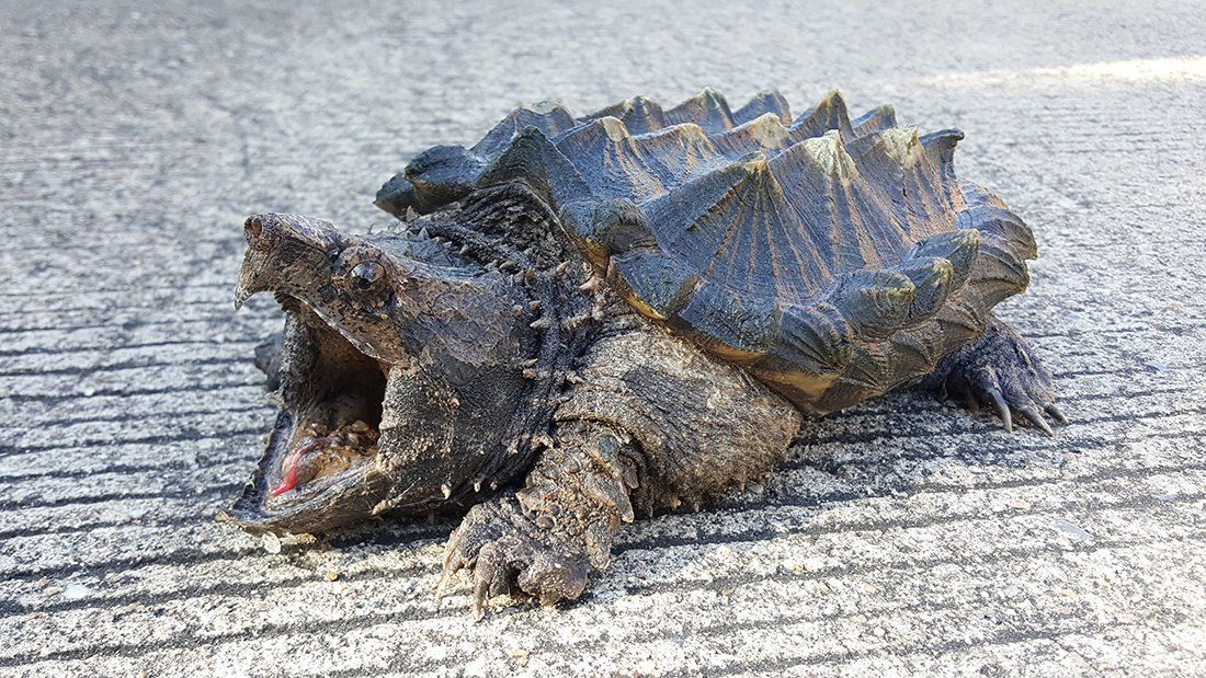 The snapping turtle, a large, dangerous turtle