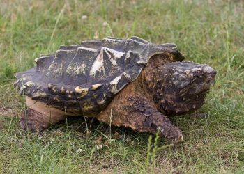 The snapping turtle, a large, dangerous turtle