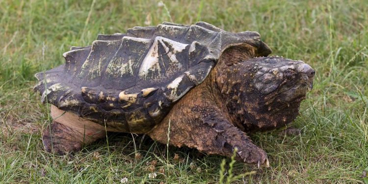 The snapping turtle, a large, dangerous turtle