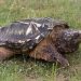 The snapping turtle, a large, dangerous turtle