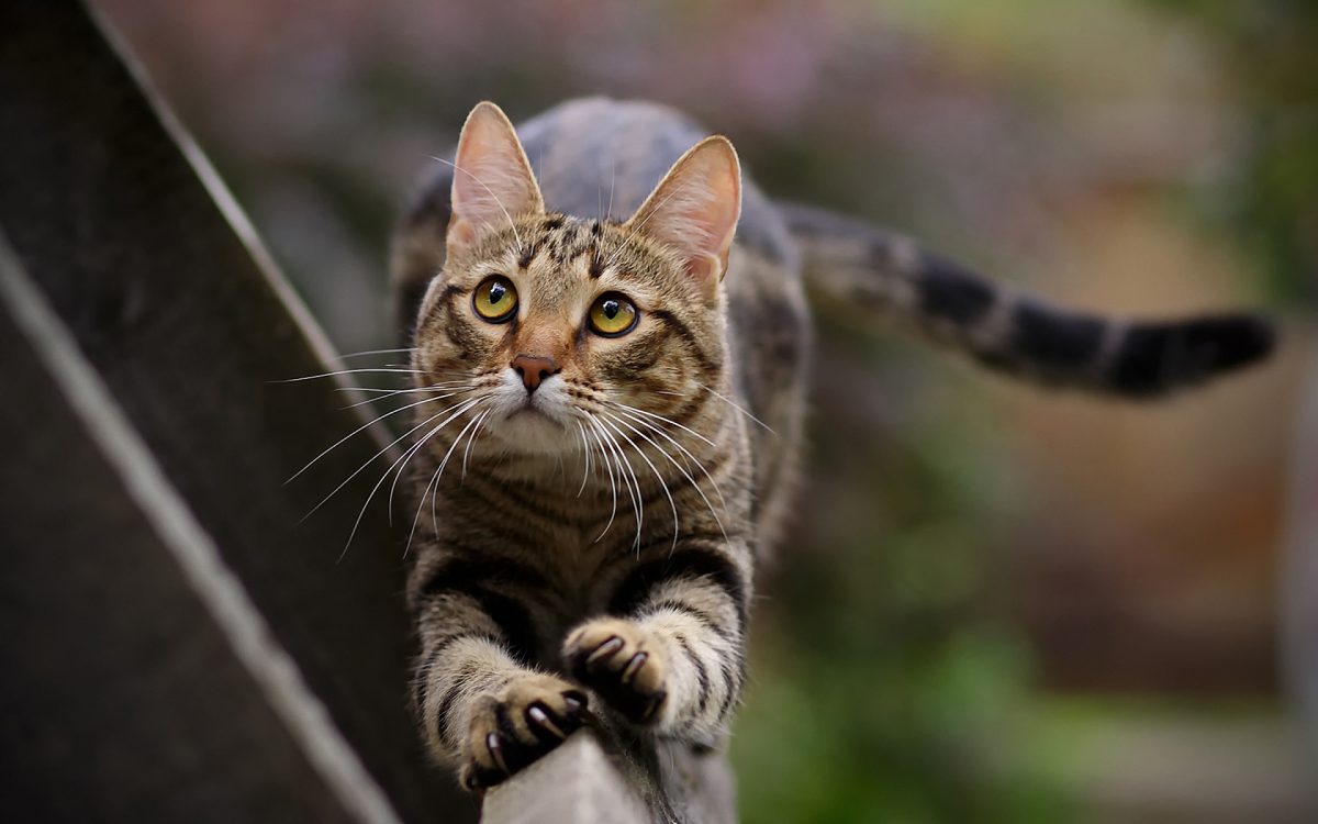 The Cat a Very Special and Intelligent Animal The Cat a Very Special and Intelligent Animal
