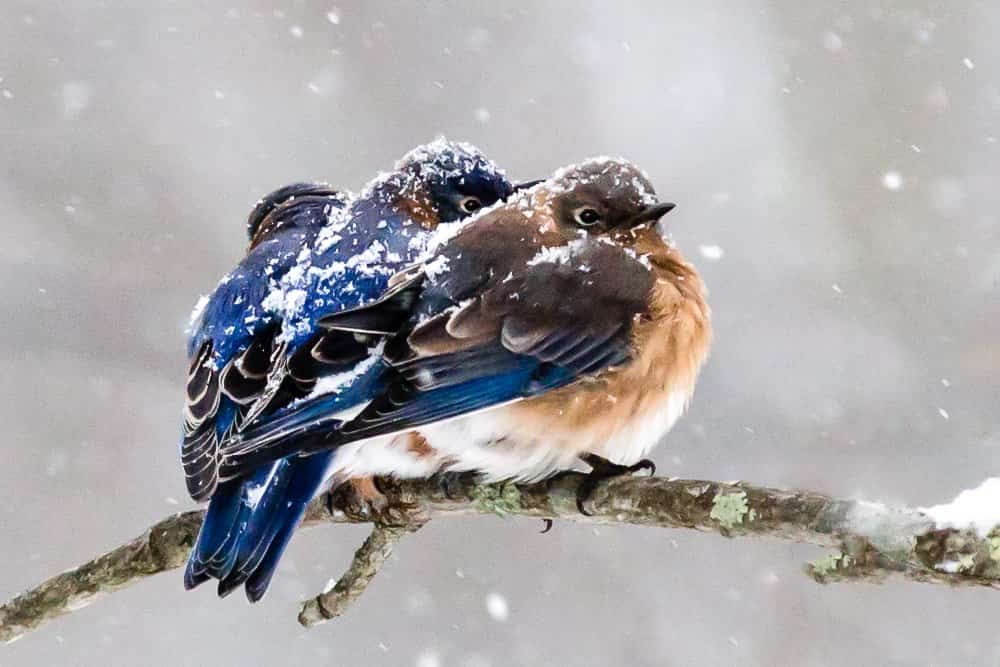 Birds in winter: How do birds stay warm in the winter? Bird in winter images