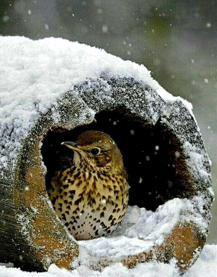 Bird in winter images