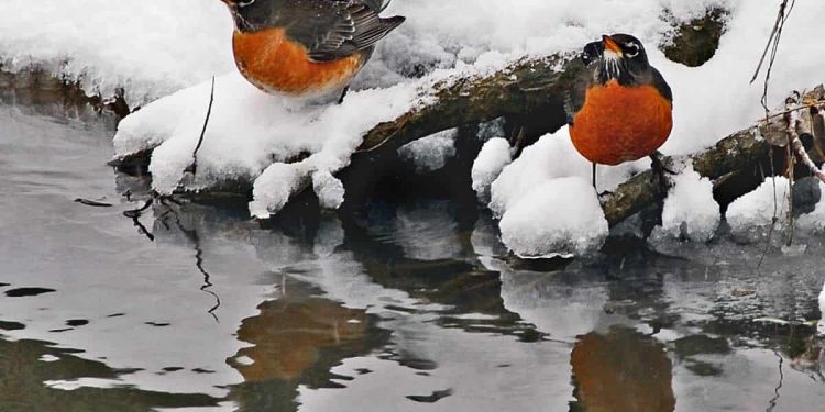 Bird in winter images