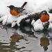 When do Birds Need Water? Bird in winter images